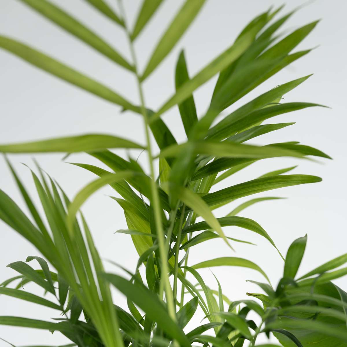 Set de plante de apartament - 4 buc - Înălţime 25-40cm - ⌀12cm