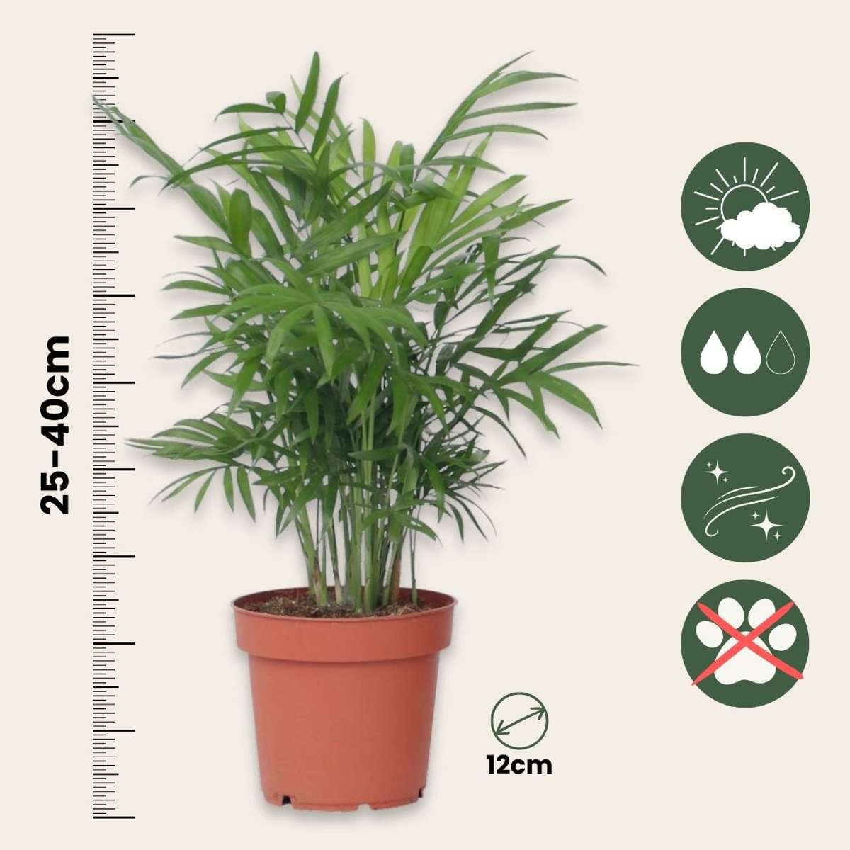 Set de plante de apartament - 4 buc - Înălţime 25-40cm - ⌀12cm