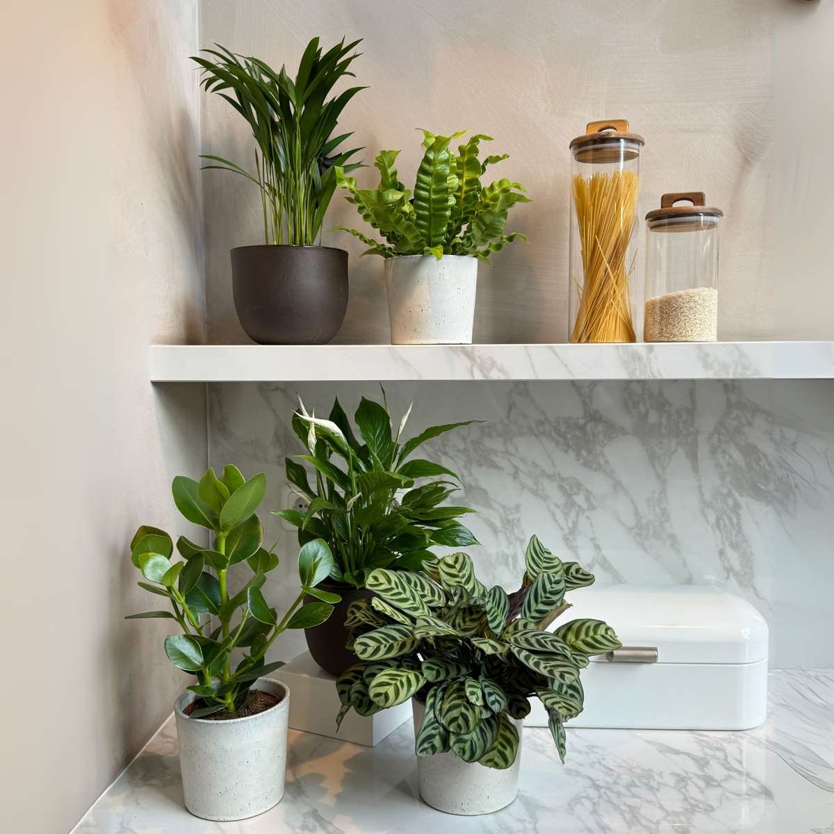 Plante purificatoare de aer - 5 buc - Înălţime 25-40cm - ⌀12cm