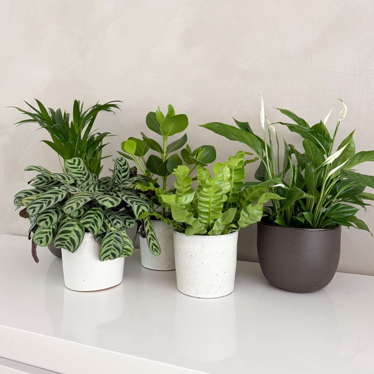 Plante purificatoare de aer - 5 buc - Înălţime 25-40cm - ⌀12cm