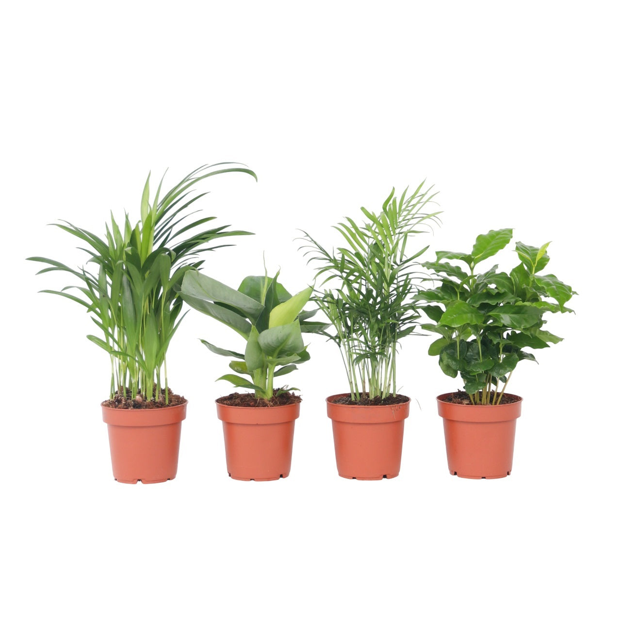 Mix la modă pentru interior - 4 buc - Înălţime 25-40cm - ⌀12cm