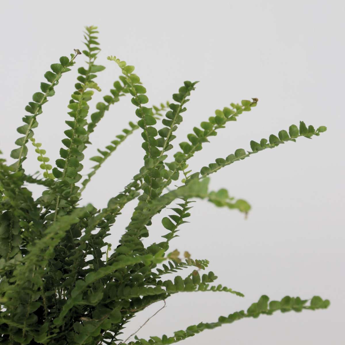 Feriga Nephrolepis - Nephrolepis 'Duffii' - Inaltime 25-40cm - ⌀12cm