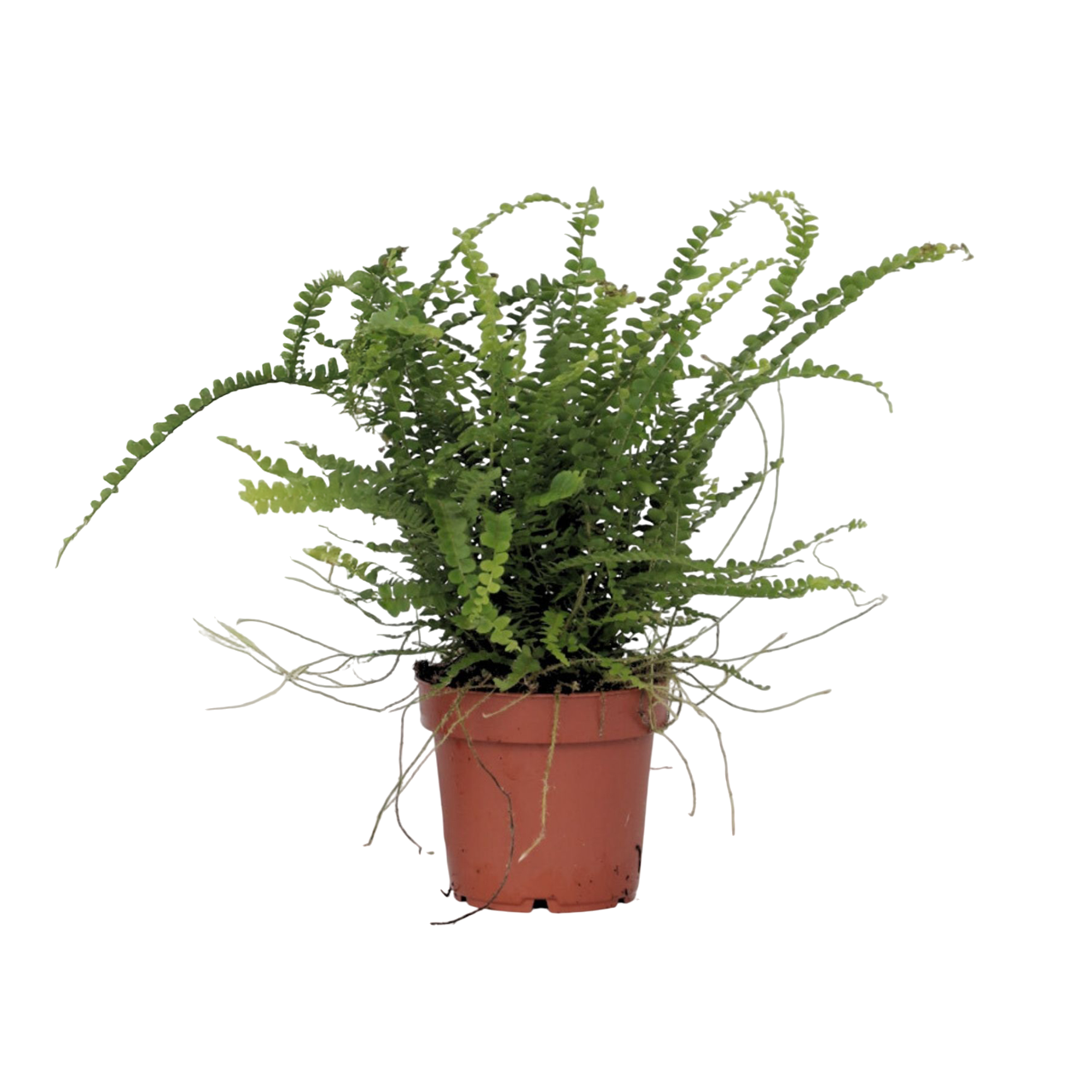 Feriga Nephrolepis - Nephrolepis 'Duffii' - Inaltime 25-40cm - ⌀12cm