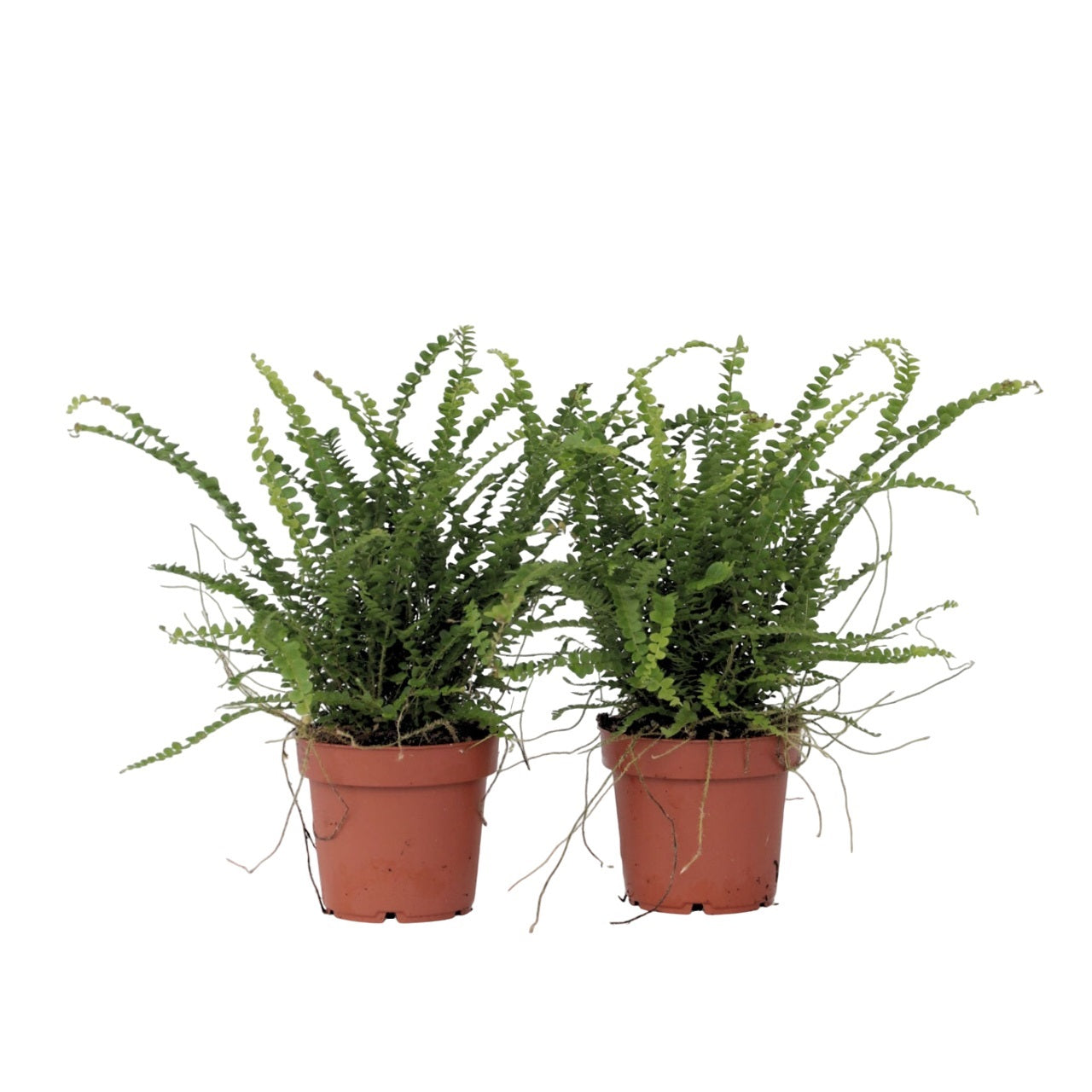 Feriga Nephrolepis - 2 buc - Nephrolepis 'Duffii' - Înălţime 25-40cm - ⌀12cm