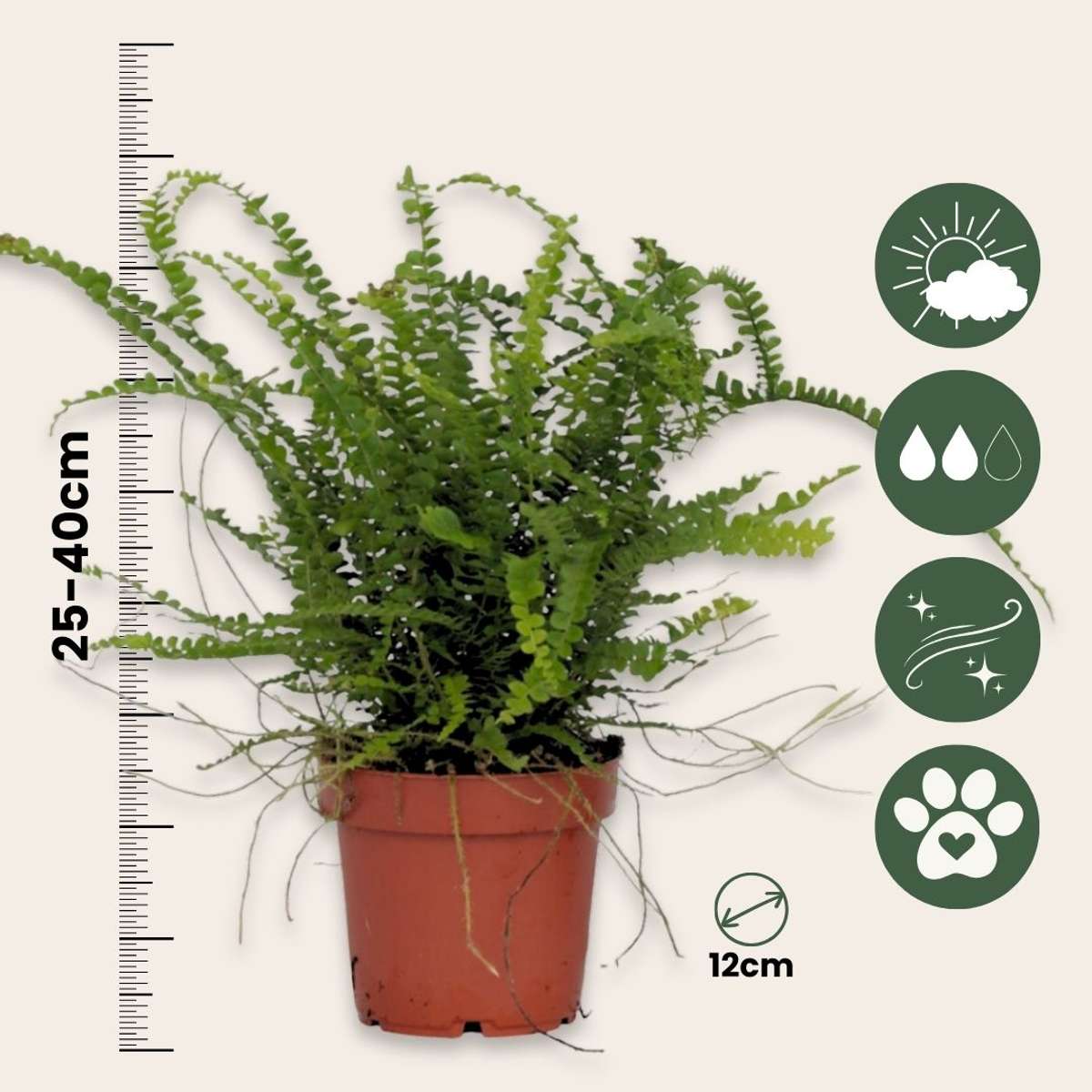 Feriga Nephrolepis - Nephrolepis 'Duffii' - Inaltime 25-40cm - ⌀12cm