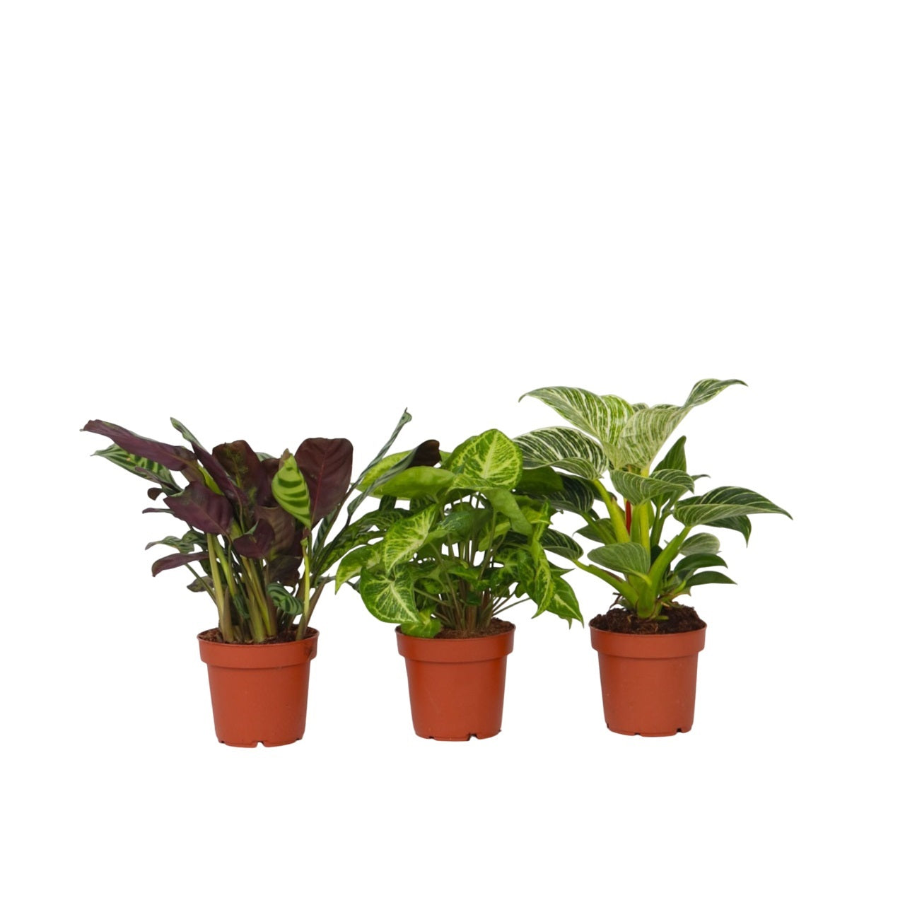 Mix pentru interior acasă - 3 buc - Înălţime 25-40cm - ⌀12cm