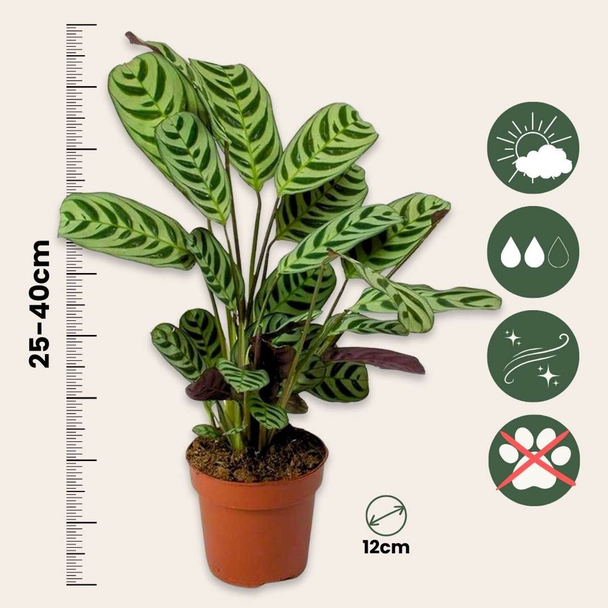 Mix pentru interior acasă - 3 buc - Înălţime 25-40cm - ⌀12cm