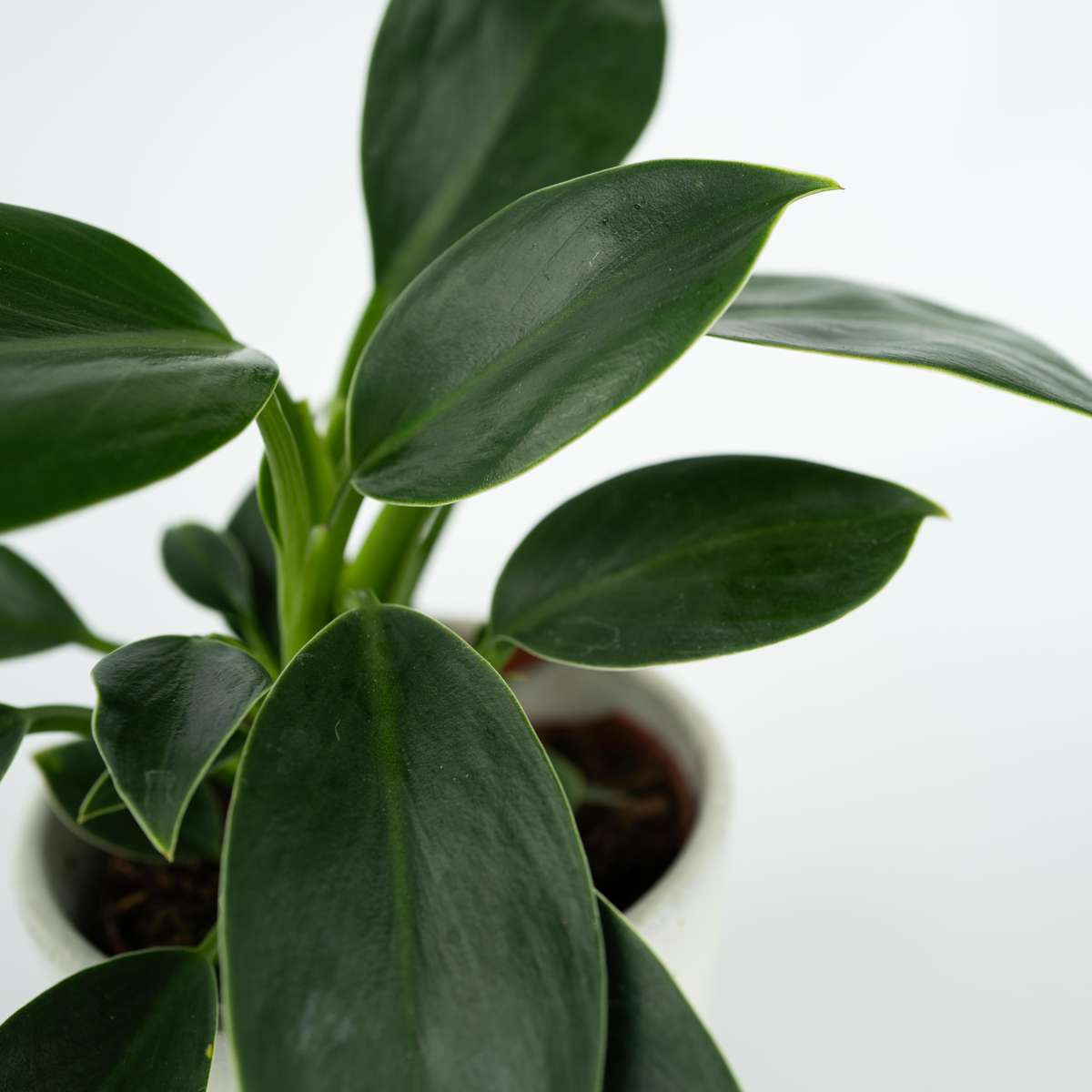 Filodendron - Philodendron 'Green Princess' - Înălţime 20-30cm - ⌀12cm
