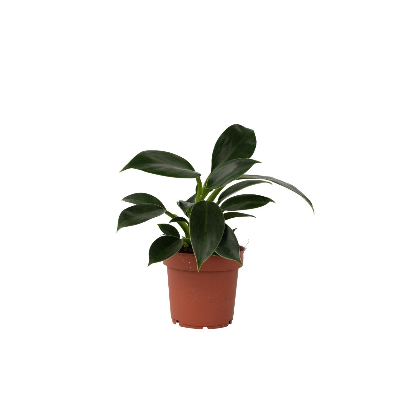 Filodendron - Philodendron 'Green Princess' - Înălţime 20-30cm - ⌀12cm