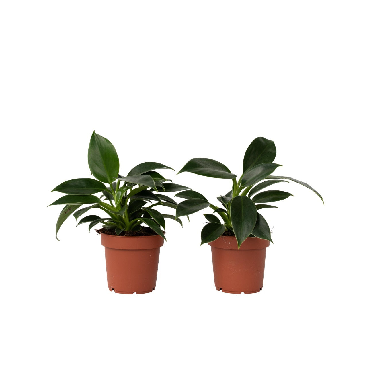 Filodendron - 2 buc - Philodendron 'Green Princess' - Înălţime 20-30cm - ⌀12cm