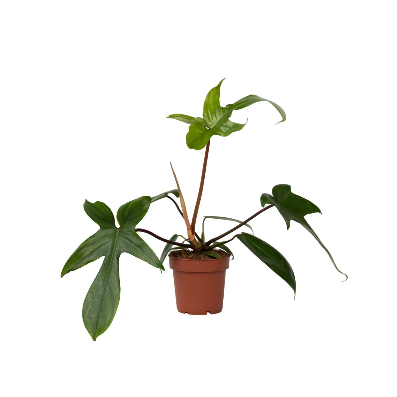 Filodendron - Philodendron 'Florida Green' - Înălţime 20-30cm - ⌀12cm