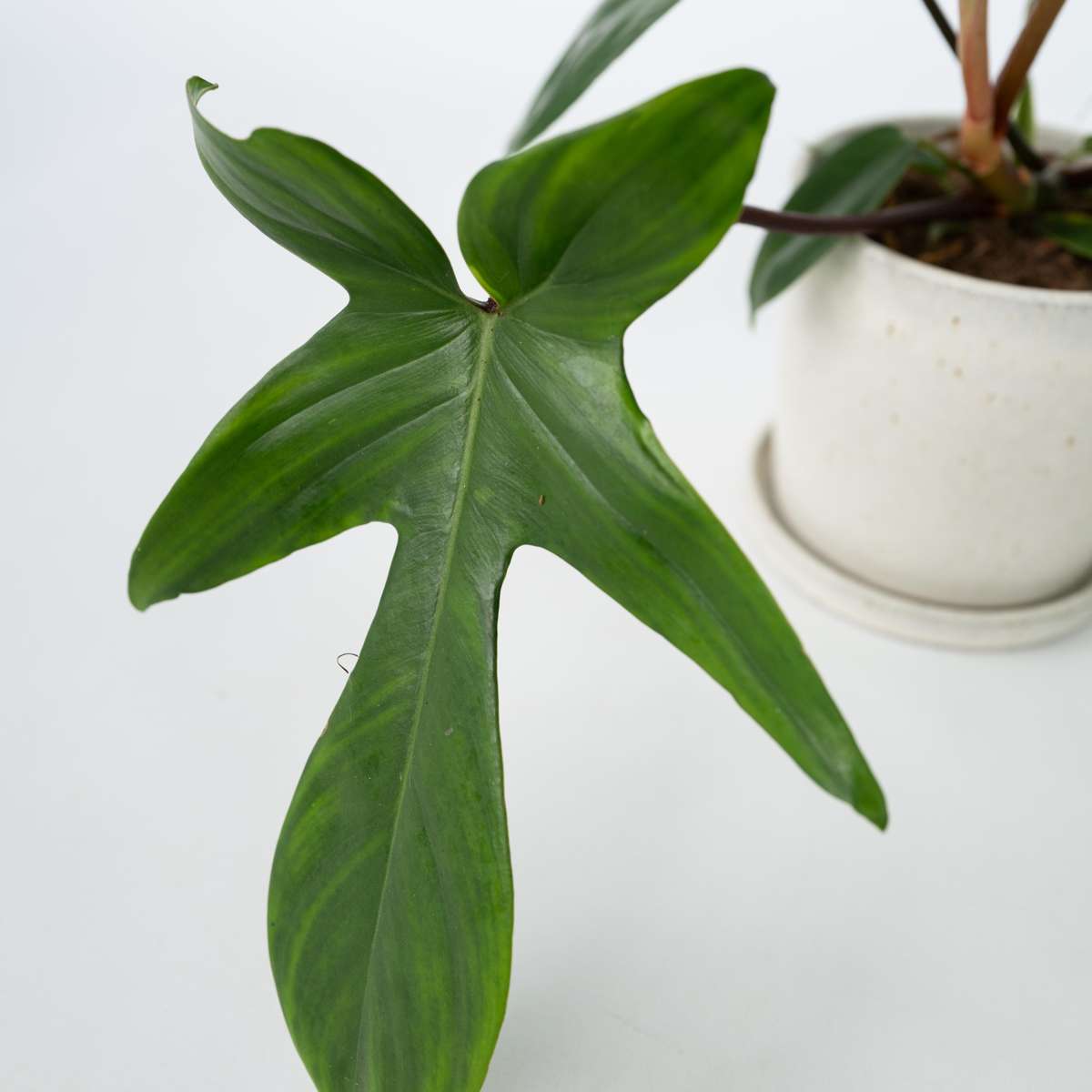 Filodendron - 2 buc - Philodendron 'Florida Green' - Înălţime 20-30cm - ⌀12cm