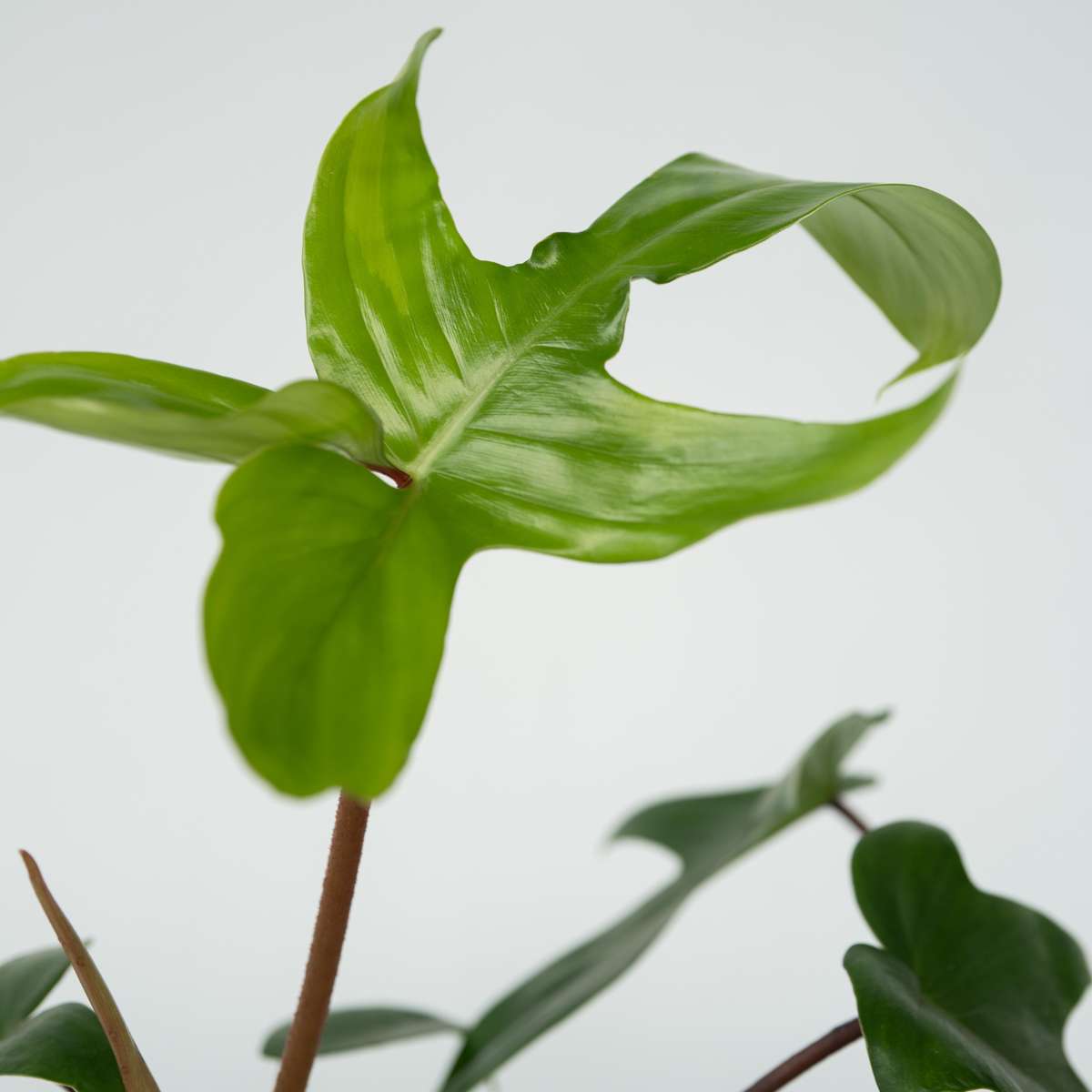 Filodendron - 2 buc - Philodendron 'Florida Green' - Înălţime 20-30cm - ⌀12cm
