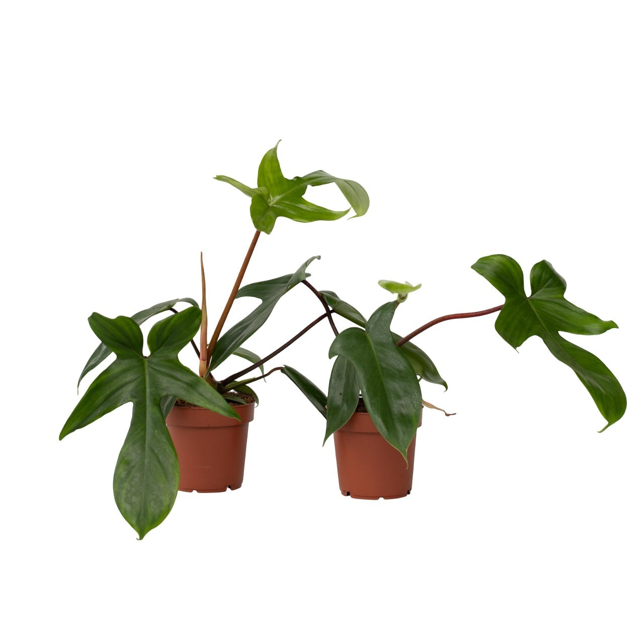 Filodendron - 2 buc - Philodendron 'Florida Green' - Înălţime 20-30cm - ⌀12cm