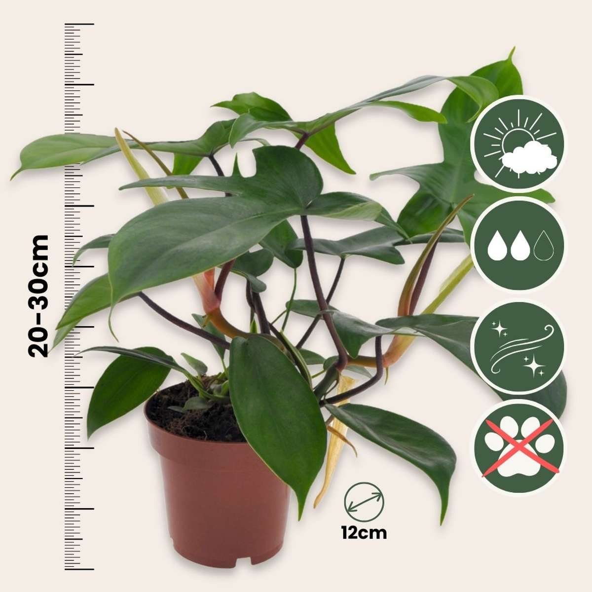 Filodendron - 2 buc - Philodendron 'Florida Green' - Înălţime 20-30cm - ⌀12cm