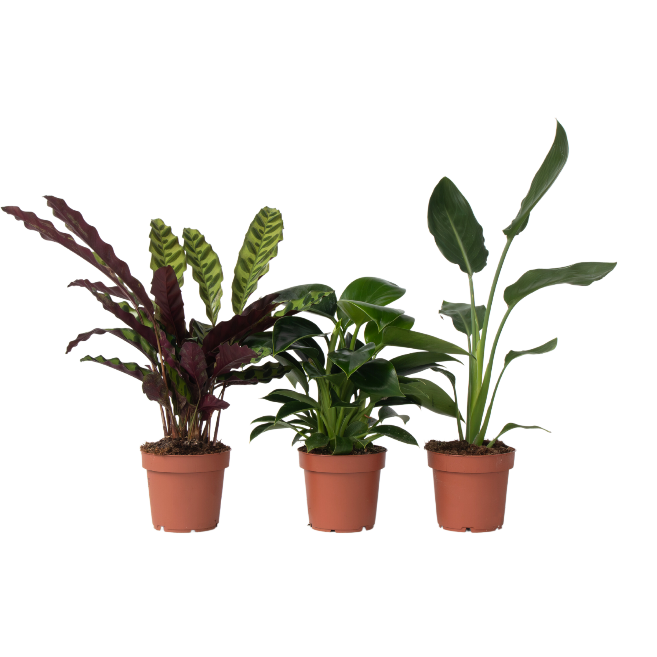Mix verde pentru interior - 3 buc - Înălţime 25-40cm - ⌀12cm