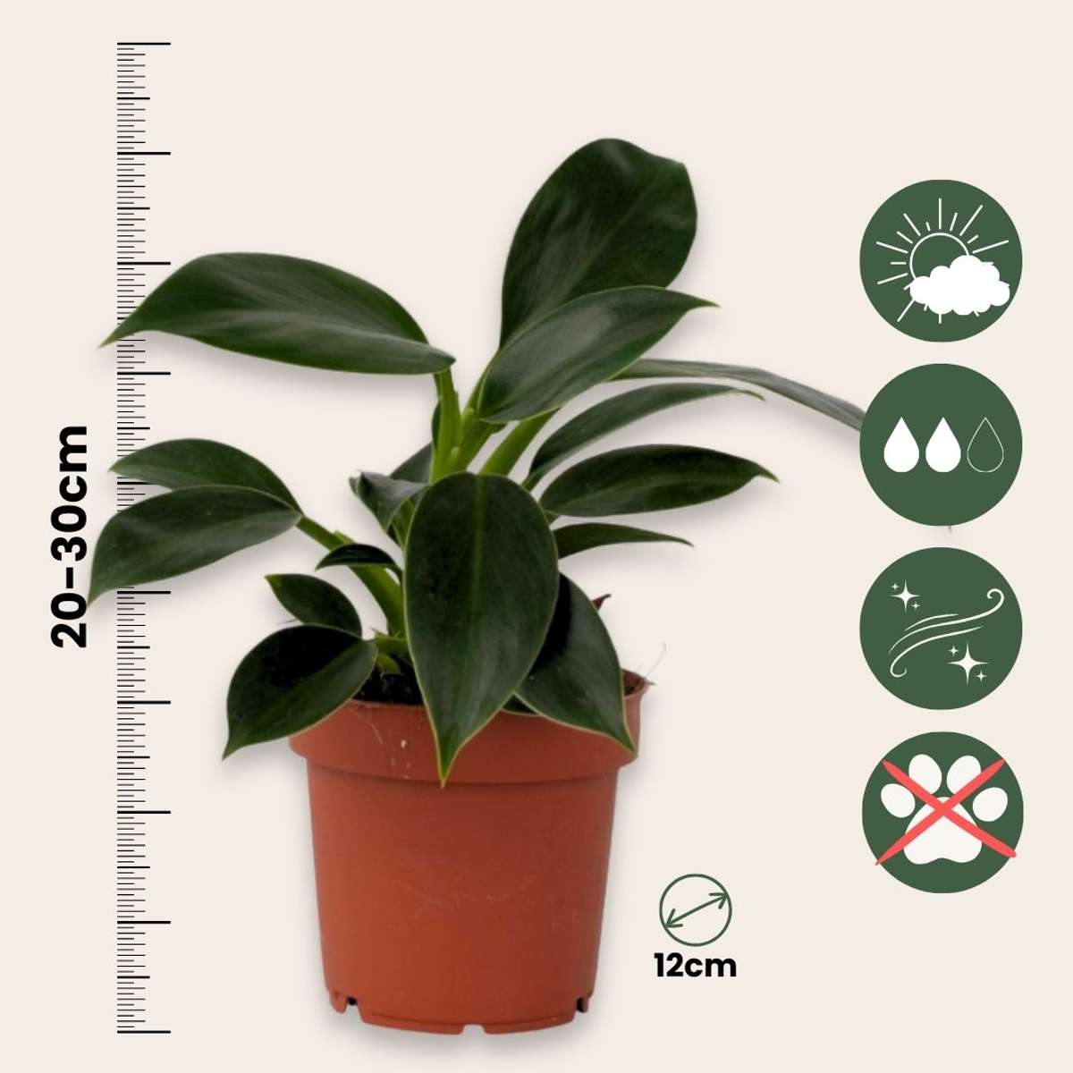 Mix verde pentru interior - 3 buc - Înălţime 25-40cm - ⌀12cm