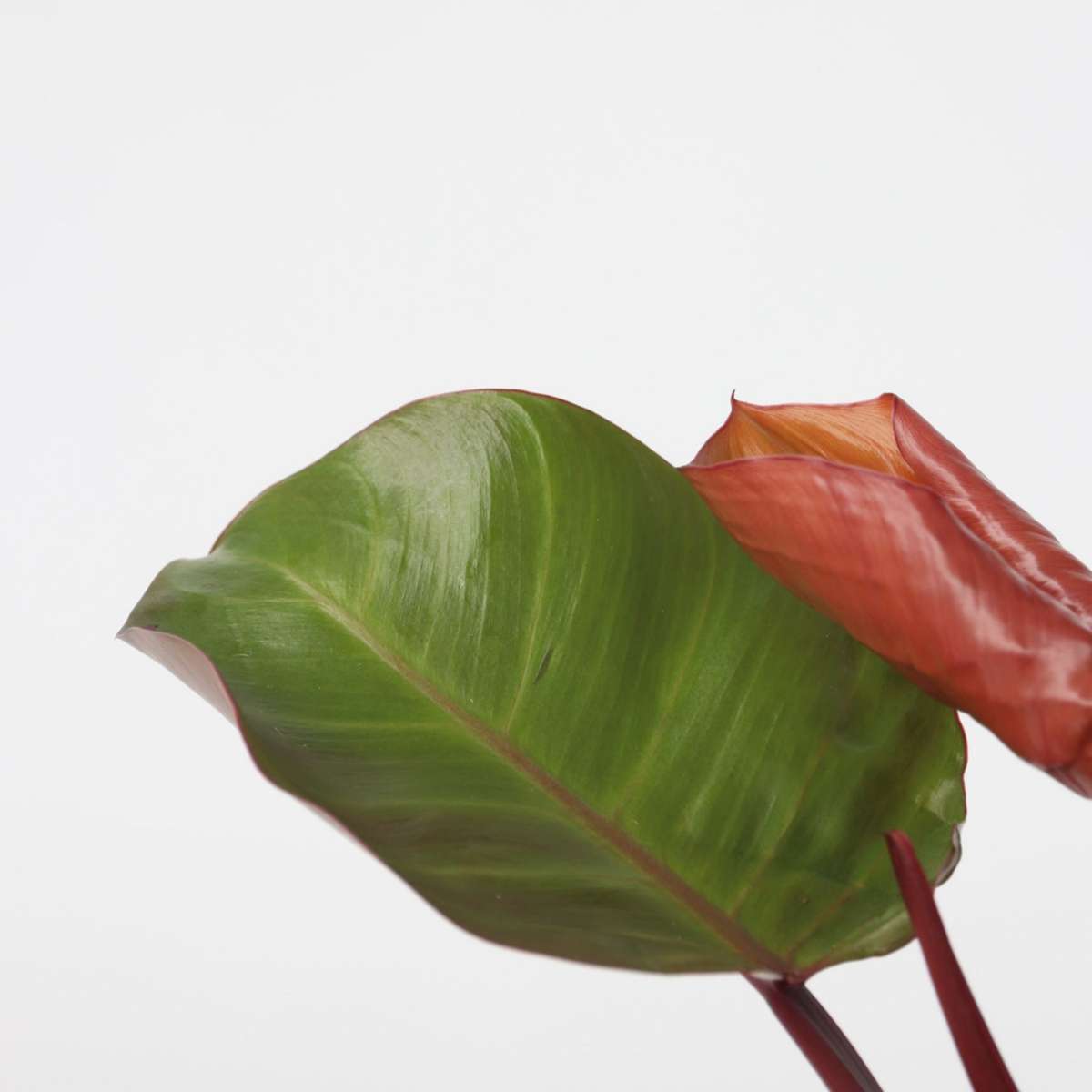Filodendron - Philodendron 'Sun Light' - Înălţime 20-30cm - ⌀12cm