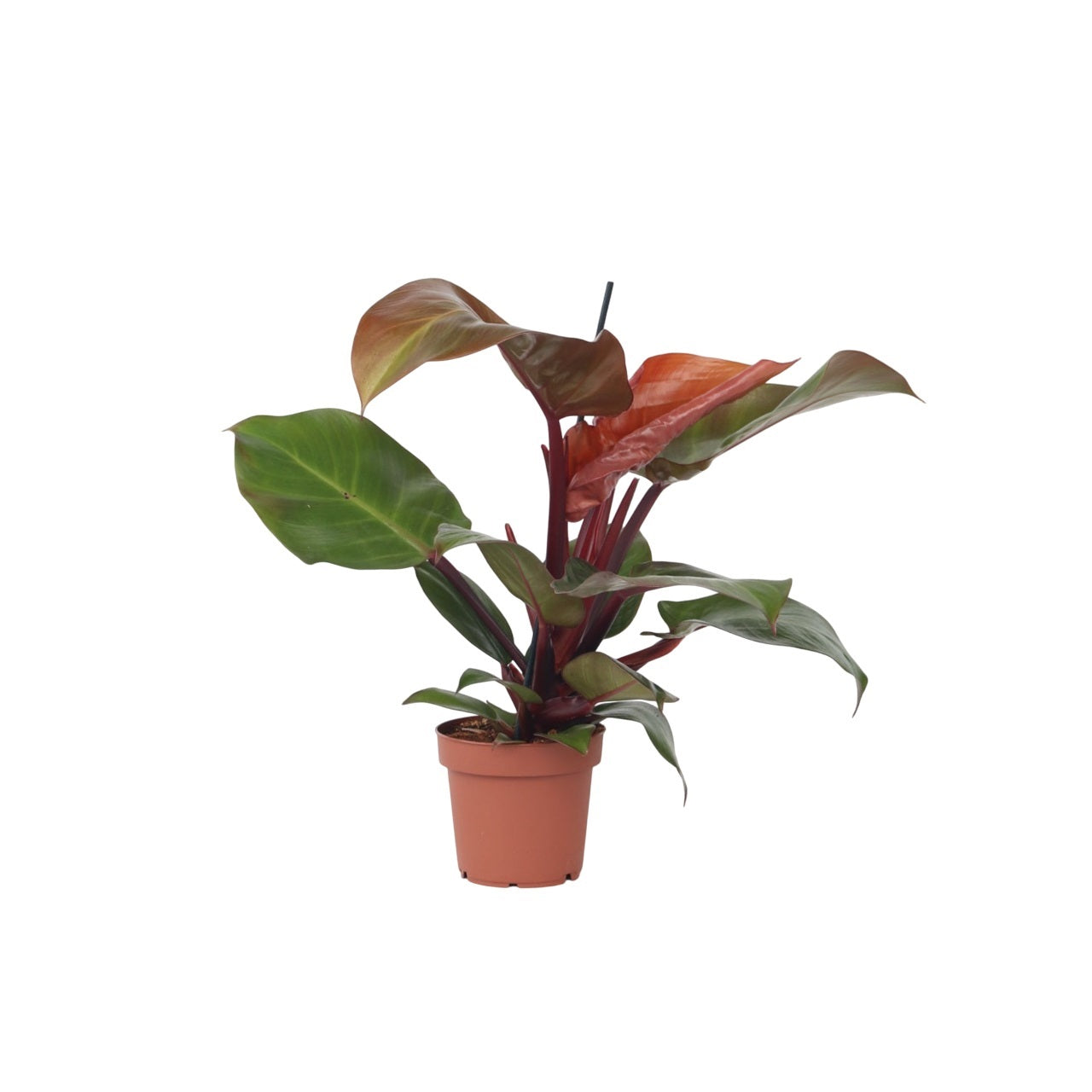 Filodendron - Philodendron 'Sun Light' - Înălţime 20-30cm - ⌀12cm