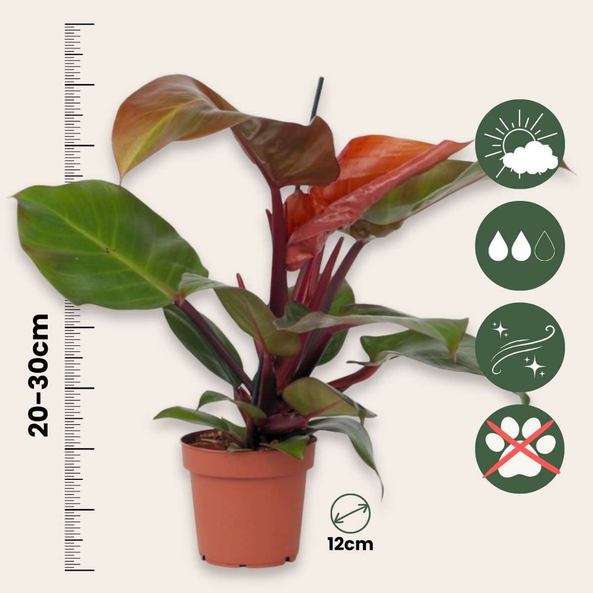 Filodendron - Philodendron 'Sun Light' - Înălţime 20-30cm - ⌀12cm