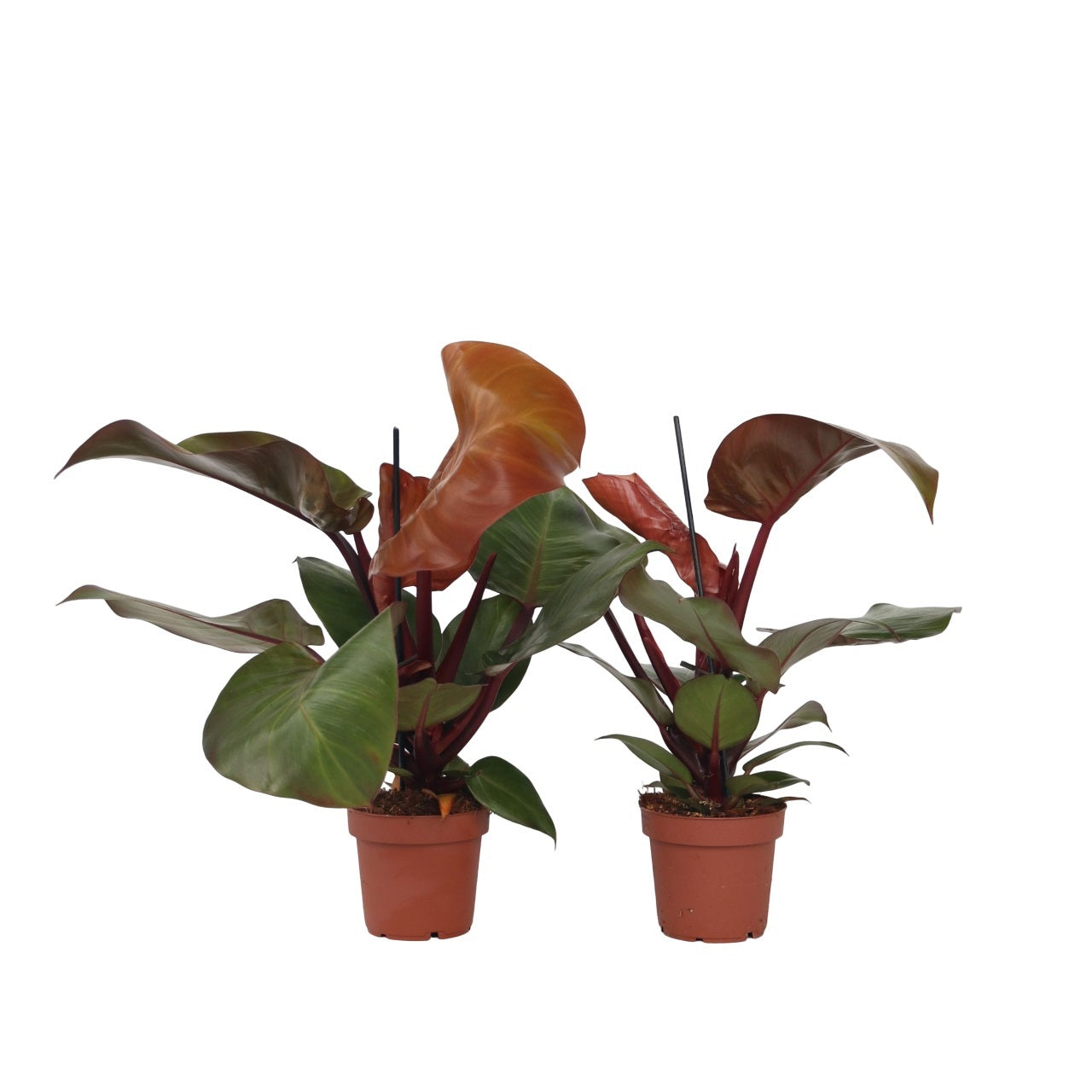 Filodendron - 2 buc - Philodendron 'Sun Light' - Înălţime 20-30cm - ⌀12cm