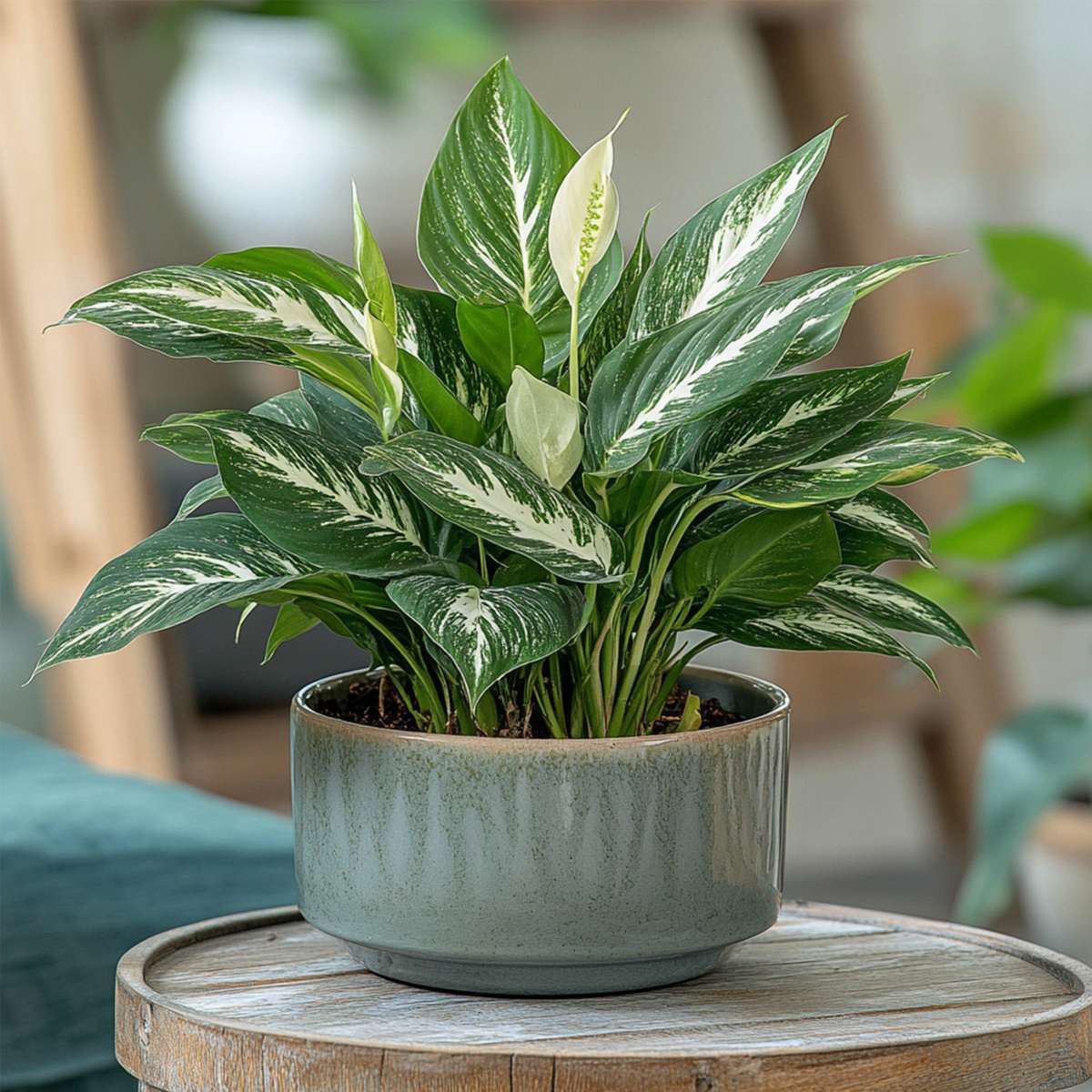 Floarea păcii - Spathiphyllum 'Diamond' - Înălţime 40-50cm - ⌀12cm