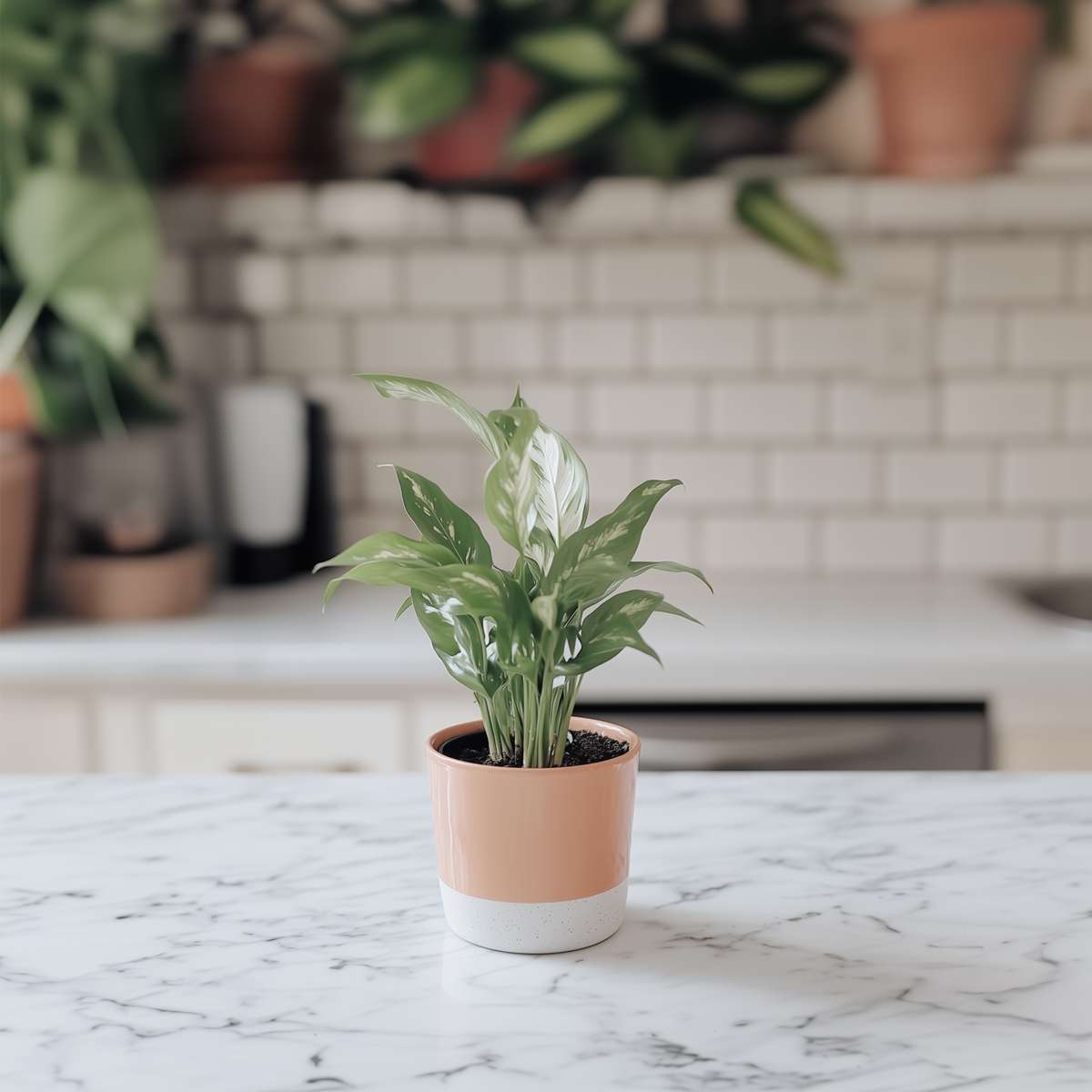 Floarea păcii - Spathiphyllum 'Diamond' - Înălţime 40-50cm - ⌀12cm