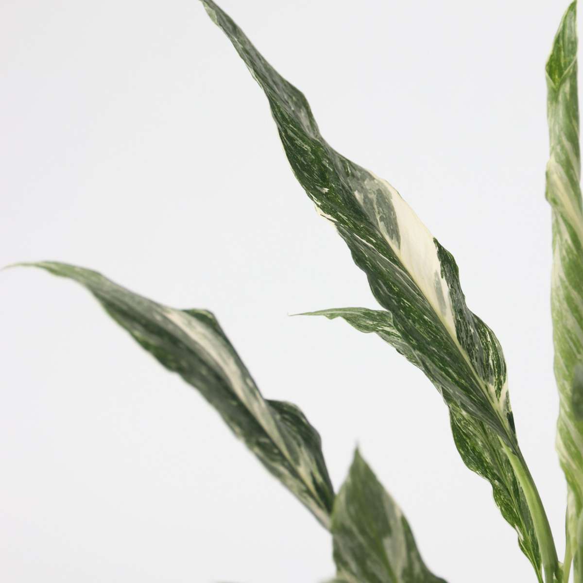 Floarea păcii - Spathiphyllum 'Diamond' - Înălţime 40-50cm - ⌀12cm