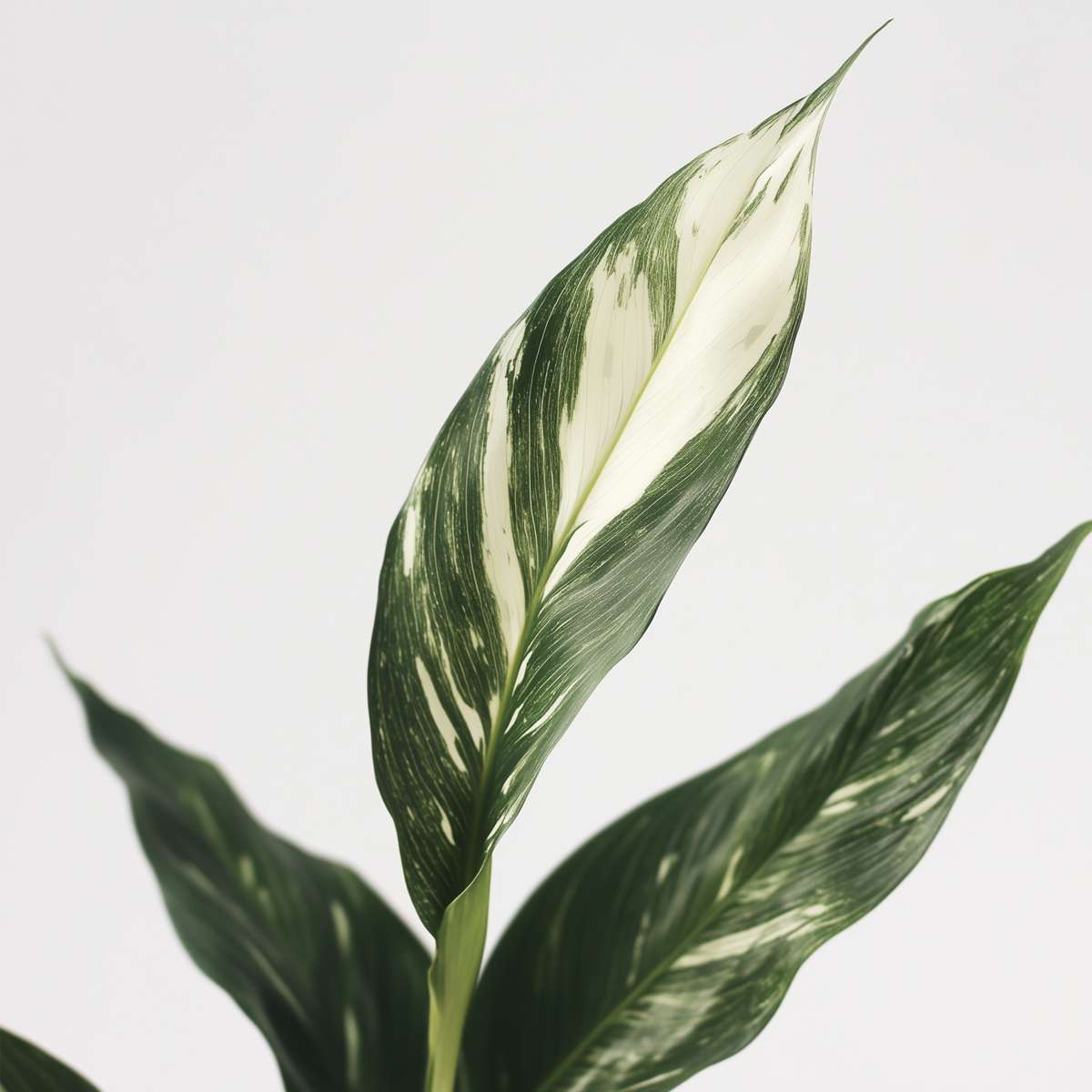 Floarea păcii - Spathiphyllum 'Diamond' - Înălţime 40-50cm - ⌀12cm