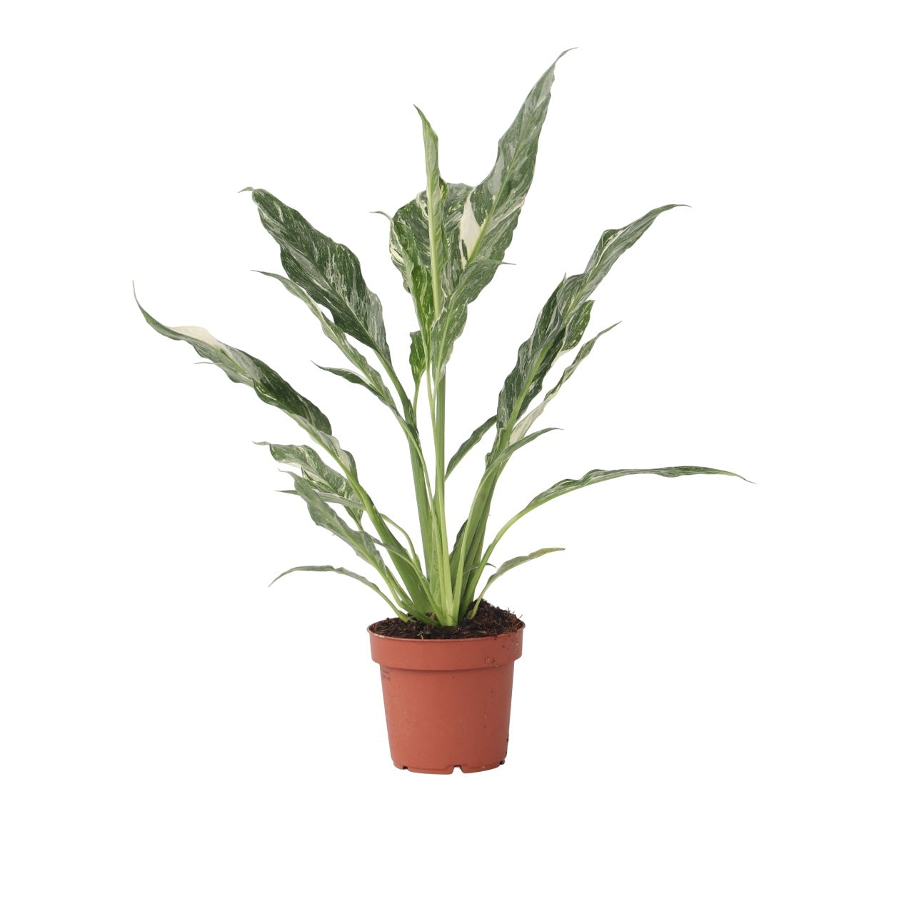 Floarea păcii - Spathiphyllum 'Diamond' - Înălţime 40-50cm - ⌀12cm