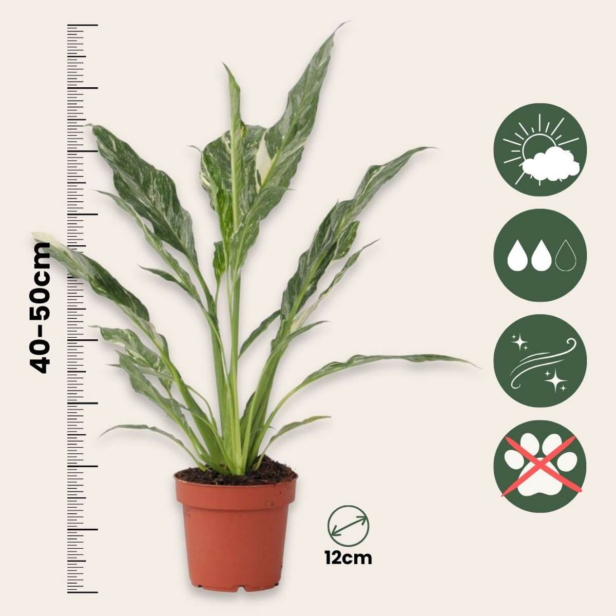 Floarea păcii - Spathiphyllum 'Diamond' - Înălţime 40-50cm - ⌀12cm