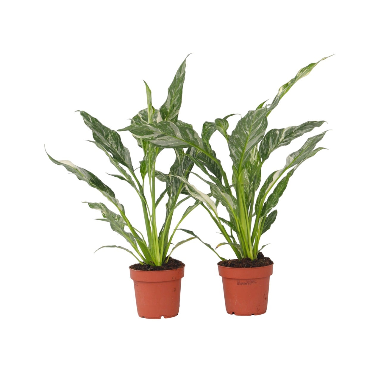 Floarea păcii - 2 buc - Spathiphyllum 'Diamond' - Înălţime 40-50cm - ⌀12cm