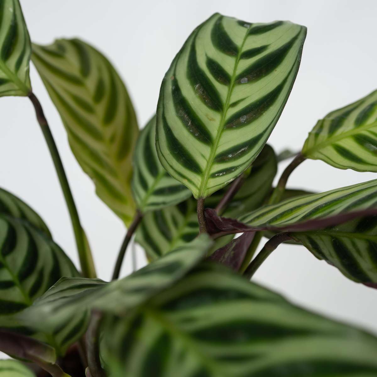 Planta de rugăciune - 2 buc - Ctenanthe 'Amagris' - Înălţime 20-30cm - ⌀12cm