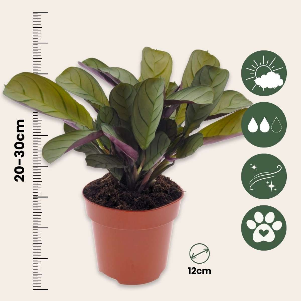 Planta de rugăciune - 2 buc - Ctenanthe 'Amagris' - Înălţime 20-30cm - ⌀12cm