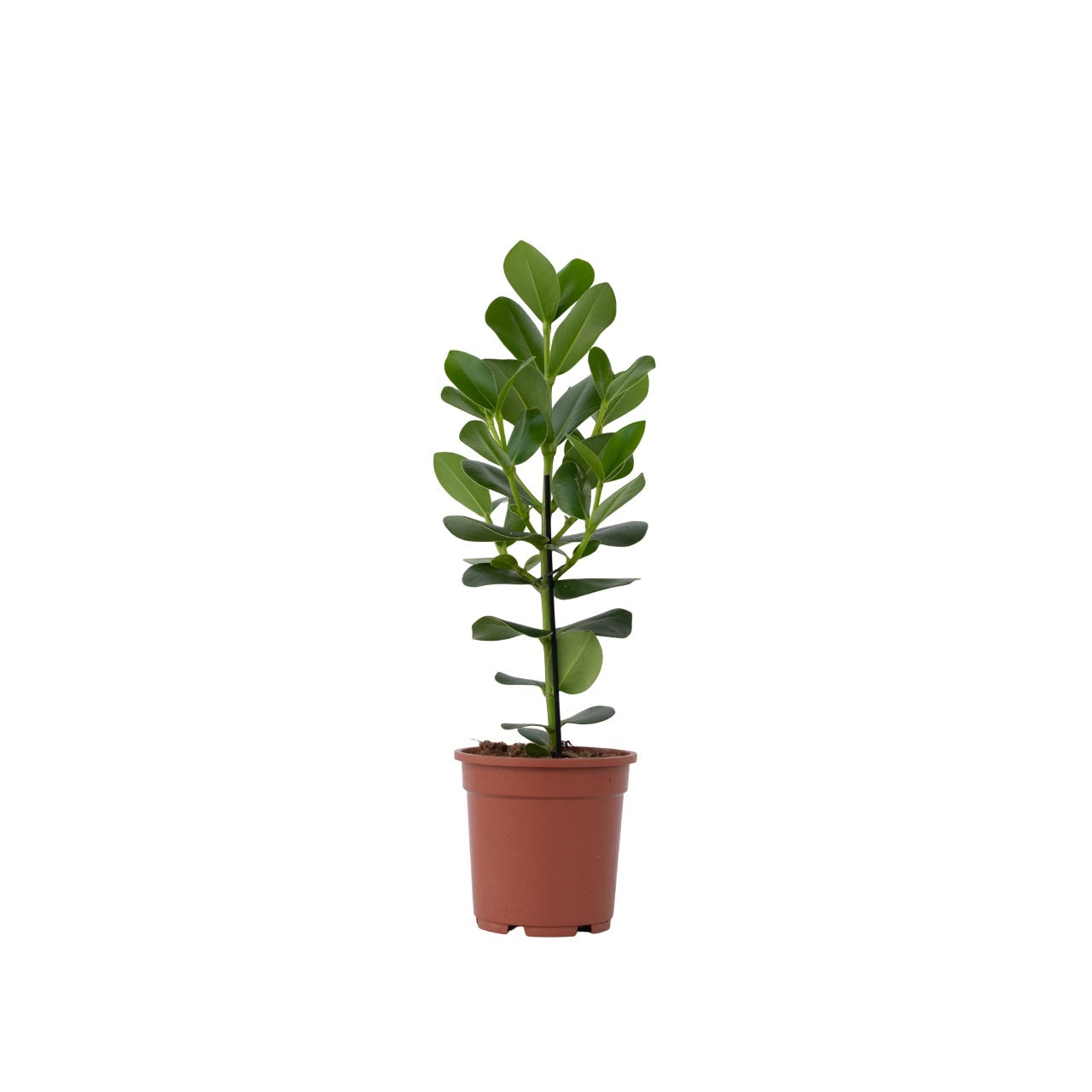 Clusia major - Clusia rosea 'Princess' - Înălţime 50-60cm - ⌀17cm