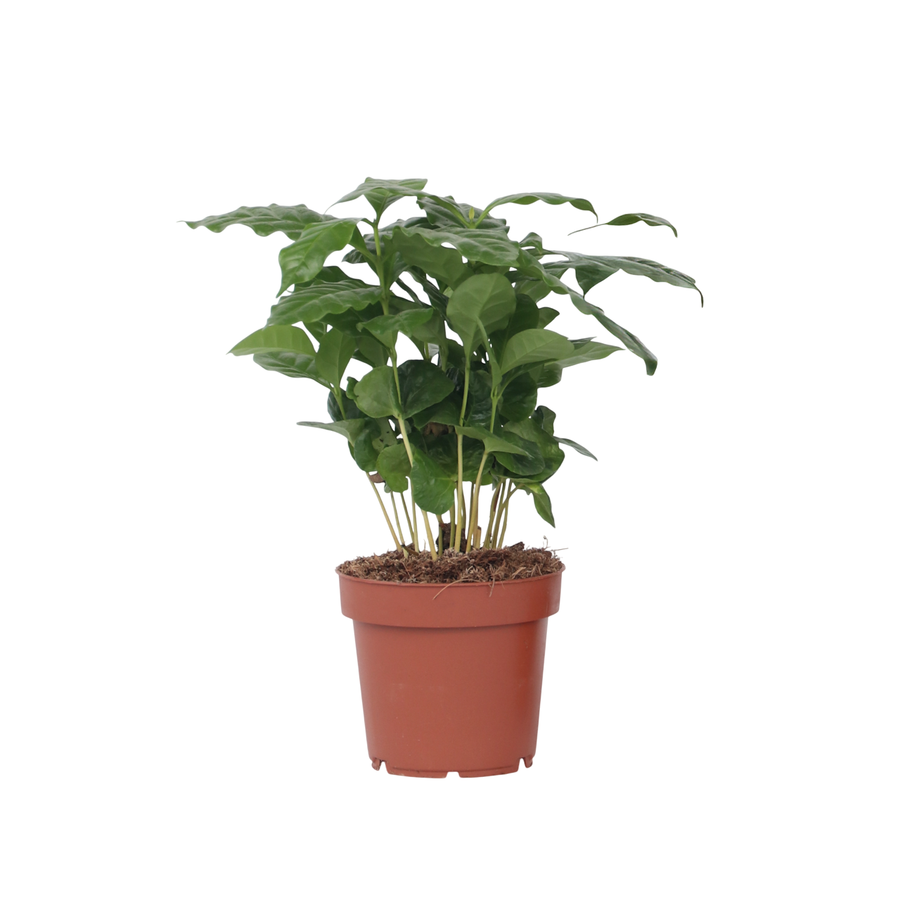 Arbore de cafea - Coffea arabica - Inaltime 25-40cm - ⌀12cm