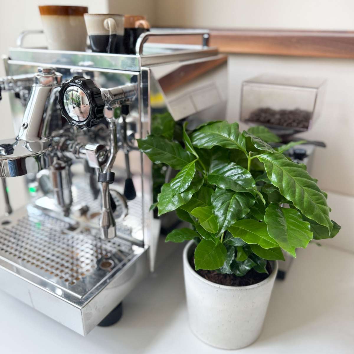 Arbore de cafea - 4 buc - Coffea arabica - Înălţime 25-40cm - ⌀12cm