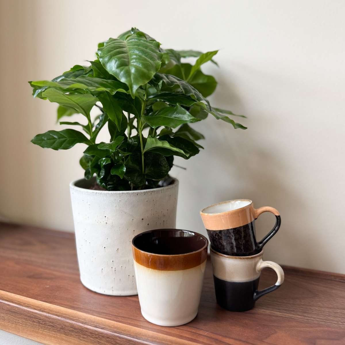 Arbore de cafea - 4 buc - Coffea arabica - Înălţime 25-40cm - ⌀12cm