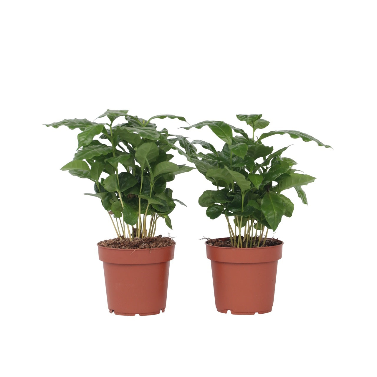 Arbore de cafea - 2 buc - Coffea arabica - Înălţime 25-40cm - ⌀12cm