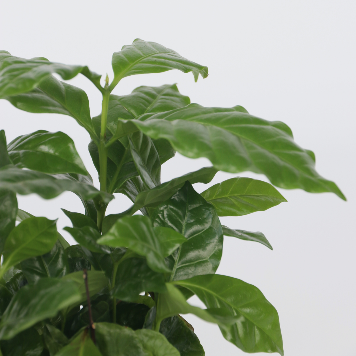 Arbore de cafea - 4 buc - Coffea arabica - Înălţime 25-40cm - ⌀12cm