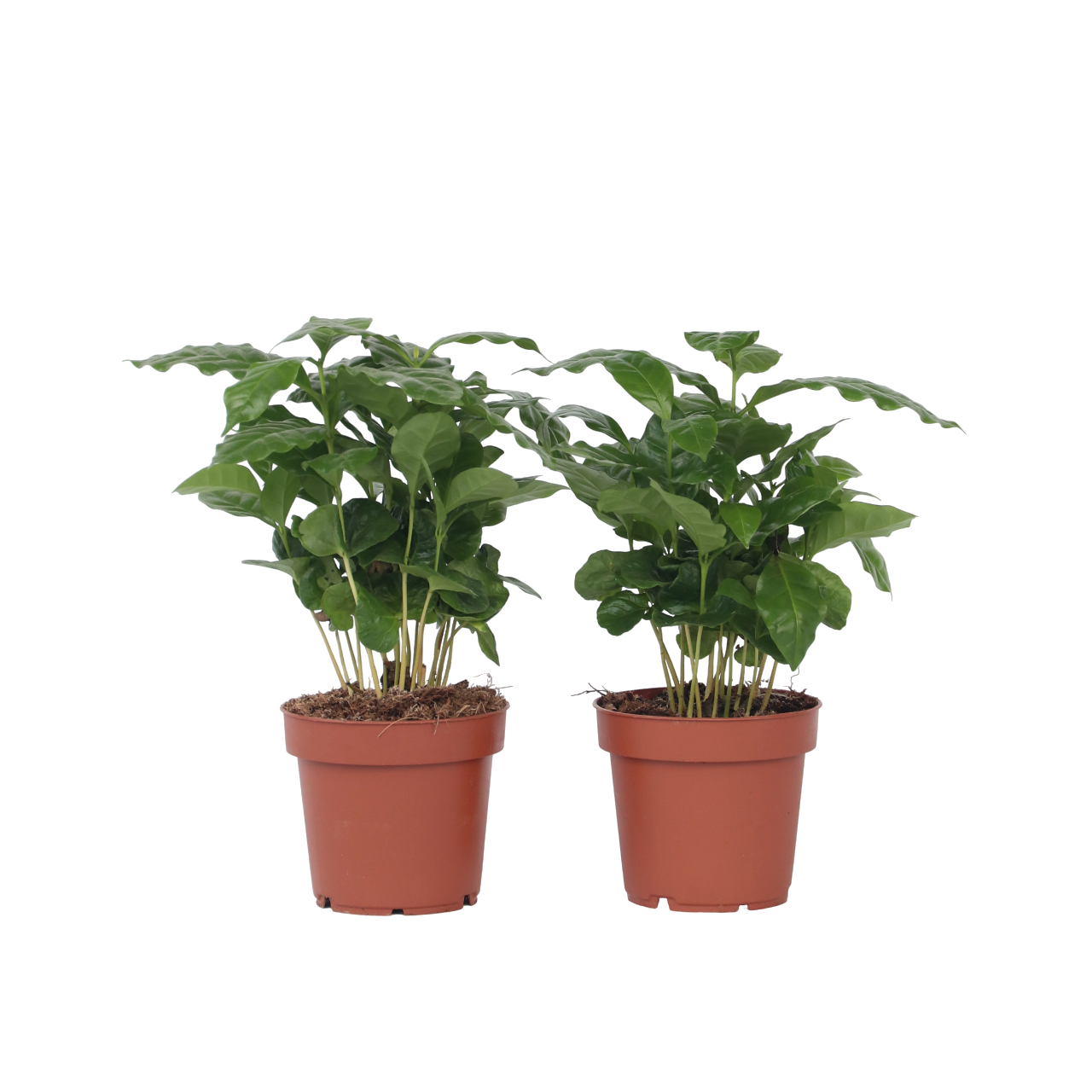 Arbore de cafea - 4 buc - Coffea arabica - Înălţime 25-40cm - ⌀12cm