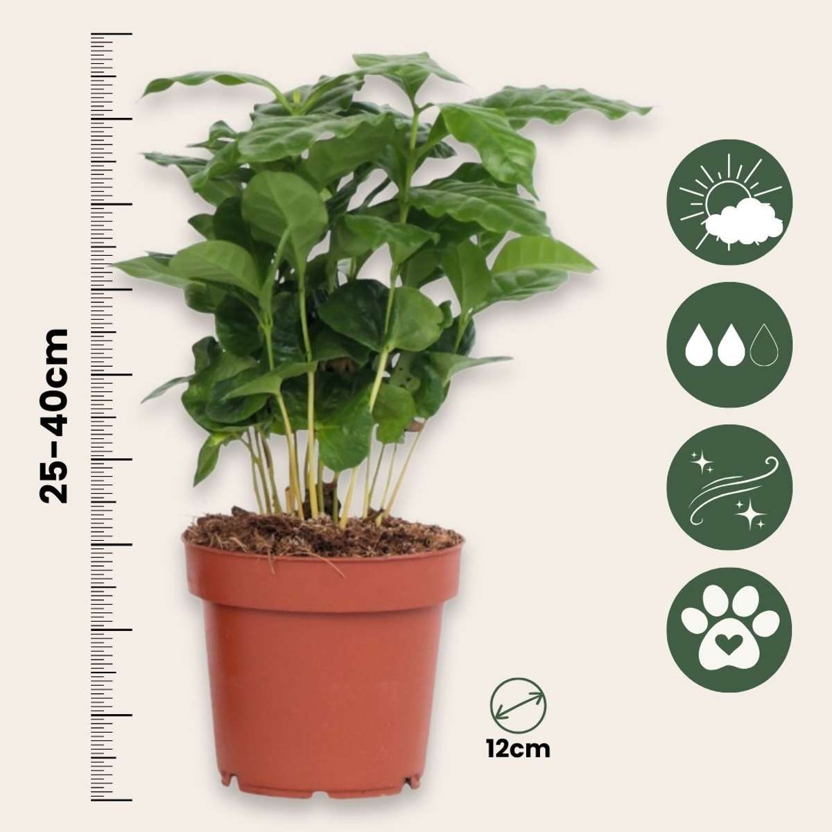 Arbore de cafea - 4 buc - Coffea arabica - Înălţime 25-40cm - ⌀12cm