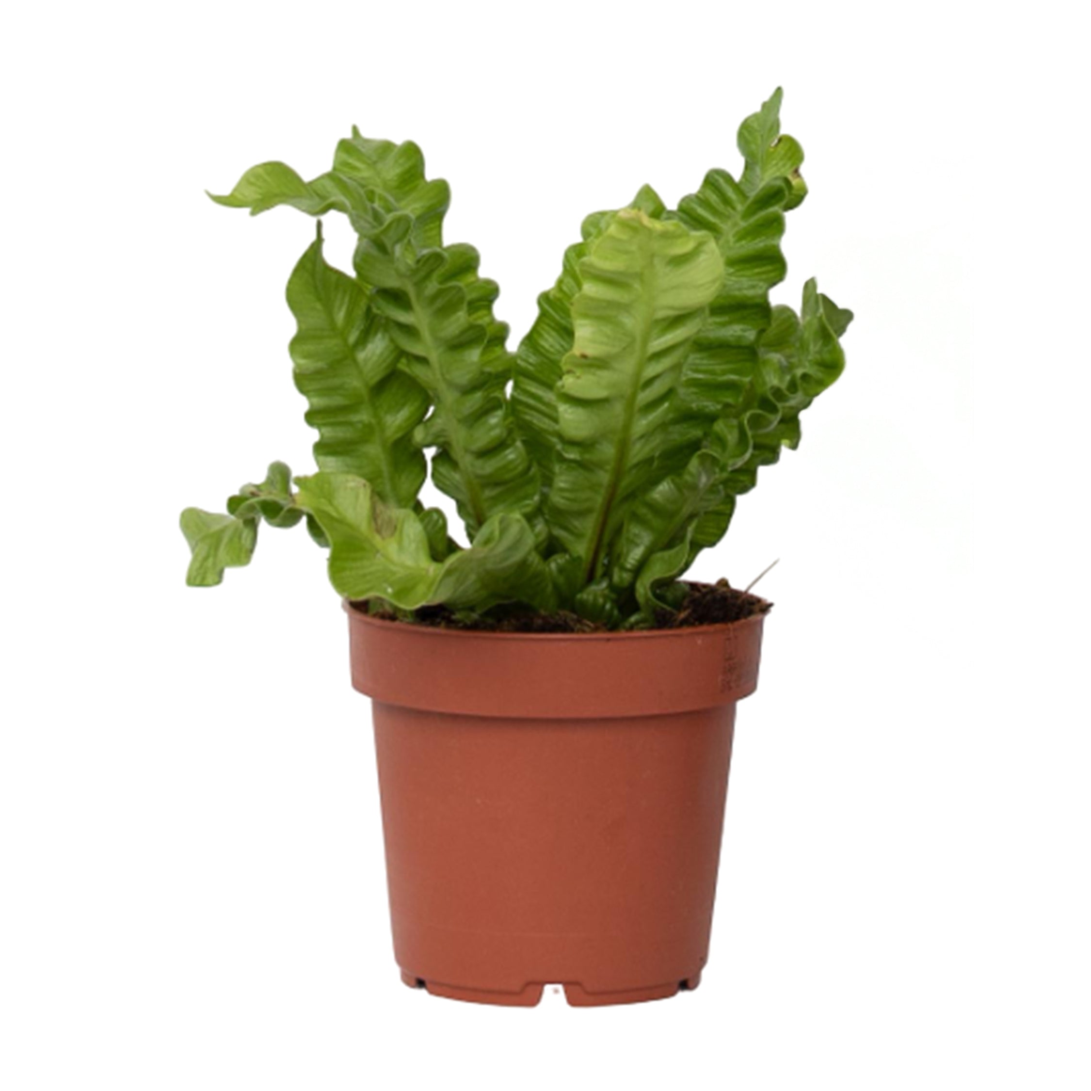 Feriga Cuib de Pasare - Asplenium nidus 'Crispy Wave' - Înălţime 25-40cm - ⌀12cm