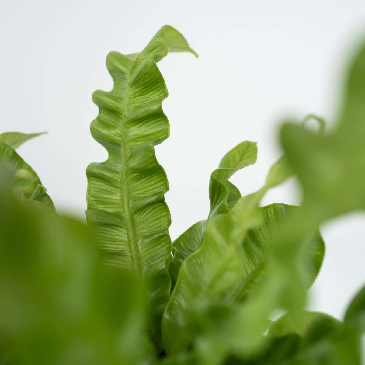 Feriga Cuib de Pasare - 2 buc - Asplenium nidus - Înălţime 25-40cm - ⌀12cm