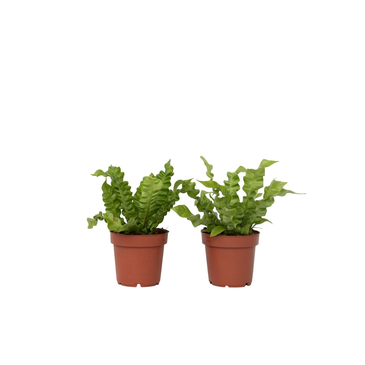 Feriga Cuib de Pasare - 2 buc - Asplenium nidus - Înălţime 25-40cm - ⌀12cm