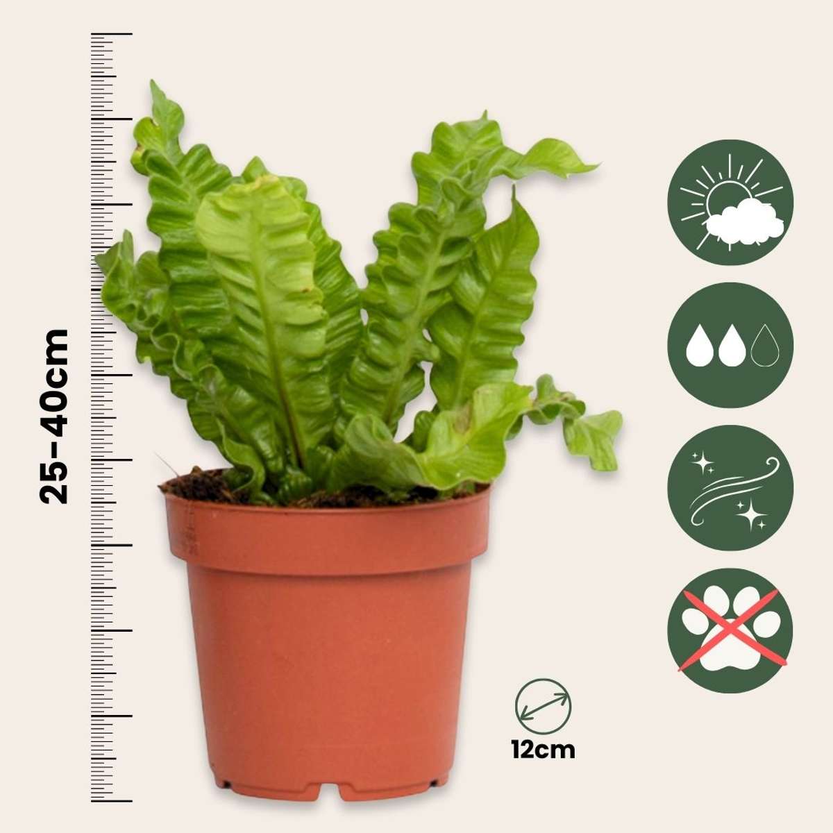 Feriga Cuib de Pasare - 2 buc - Asplenium nidus - Înălţime 25-40cm - ⌀12cm