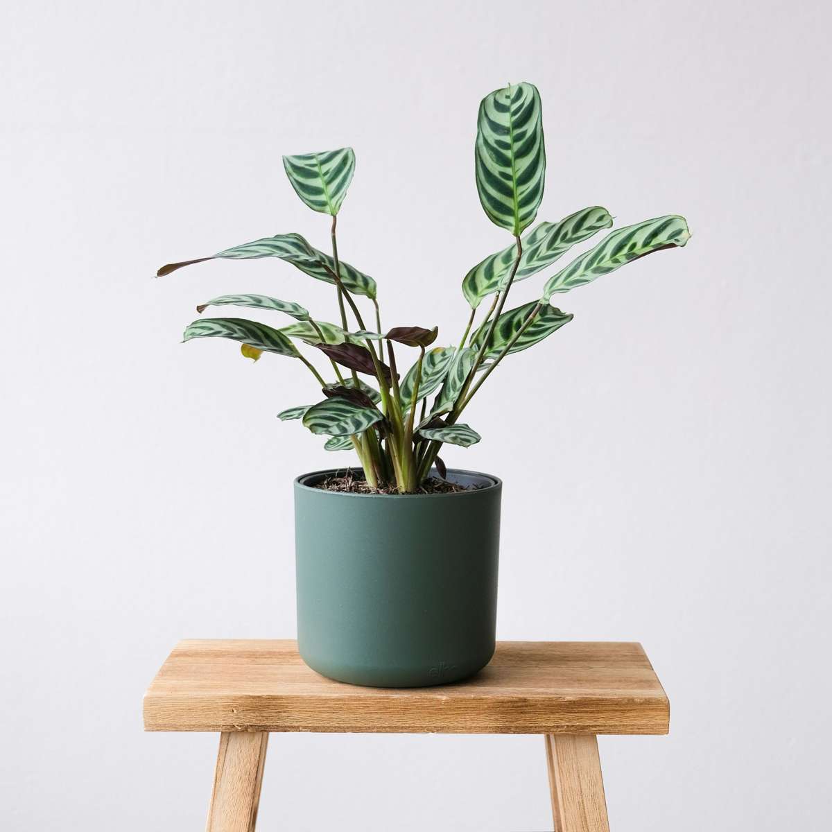 Planta de rugăciune - Ctenanthe 'burle-marxii' - Înălţime 25-40cm - ⌀12cm