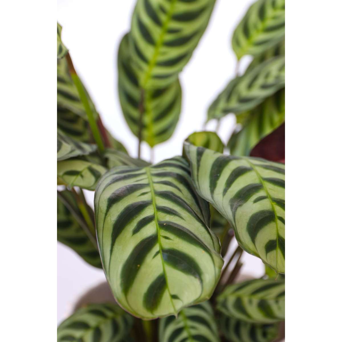 Planta de rugăciune - Ctenanthe 'burle-marxii' - Înălţime 25-40cm - ⌀12cm