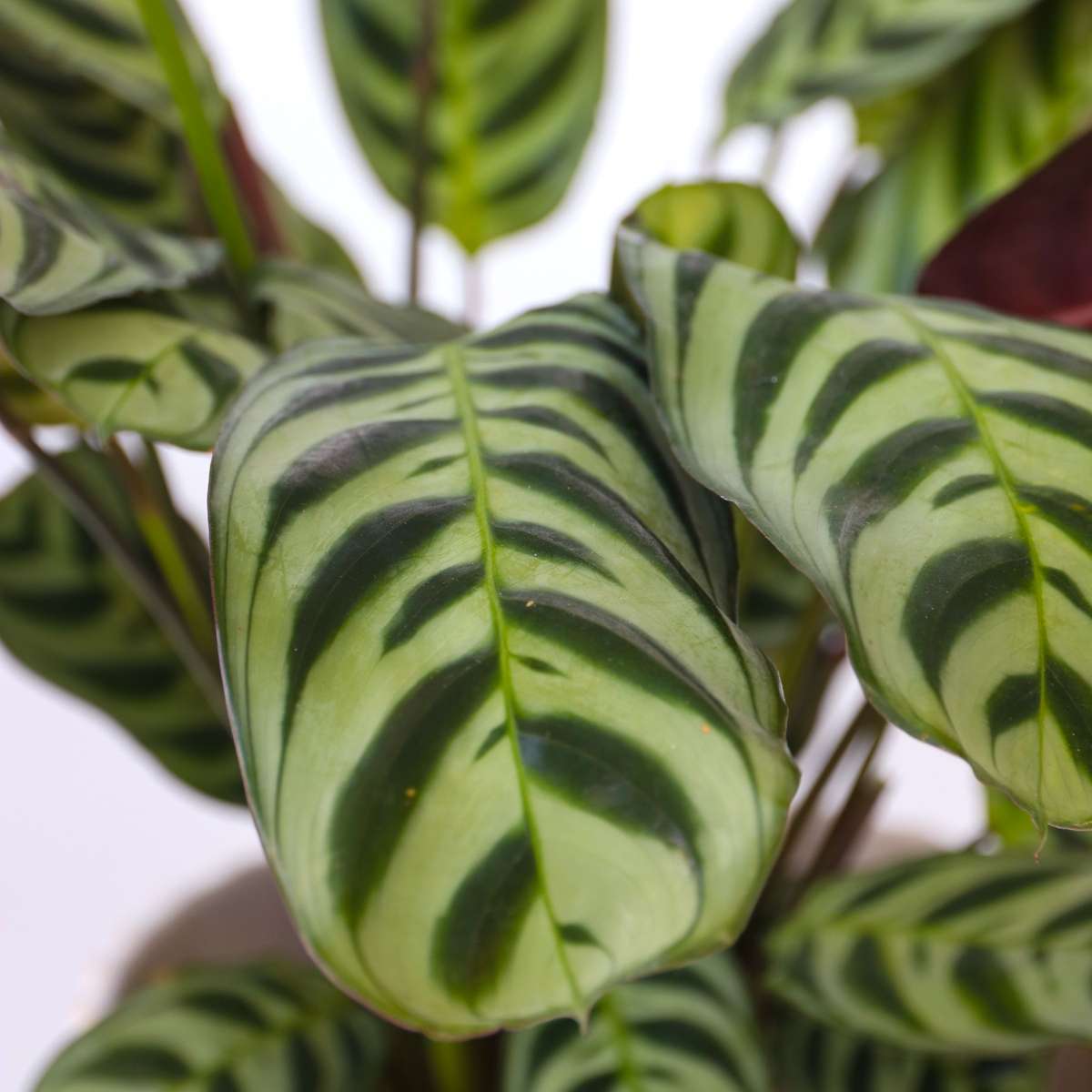 Planta de rugăciune - 2 buc - Ctenanthe 'burle-marxii' - În. 25-40cm - ⌀12cm