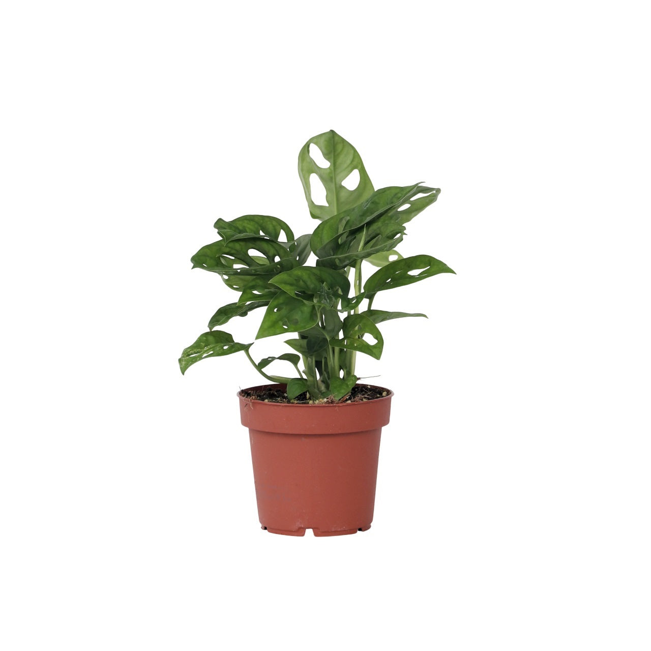 Monstera cu gauri - Monstera adansonii 'Monkey Mask' - Înălţime 25-30cm - ⌀12cm